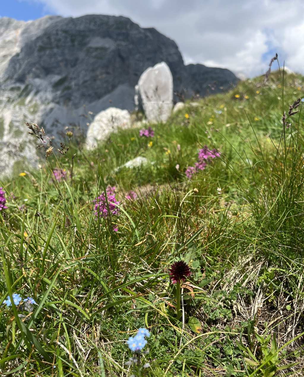 Dion - Soran 2399 m......Brenta